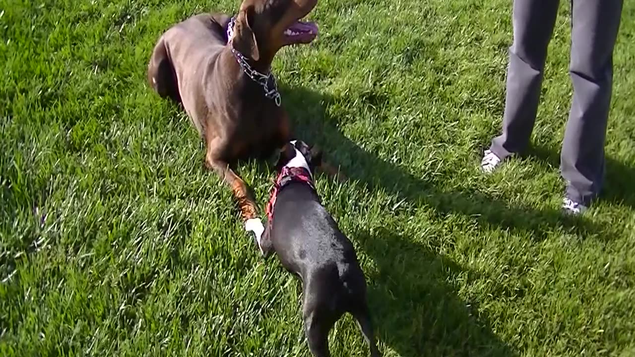 Roma The Doberman Plays with Ziggy the Pest