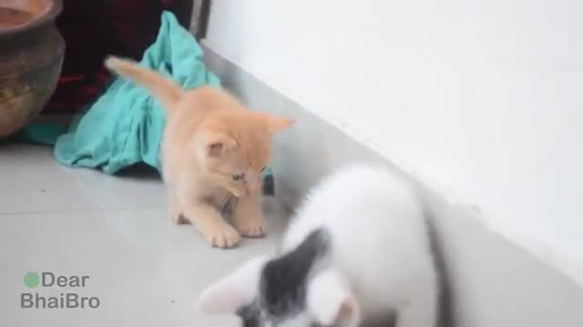 Cats are so funny FUNNY CAT VIDEOS