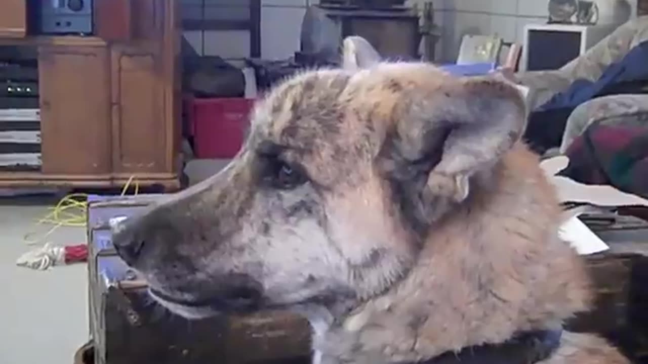 ultimated dog