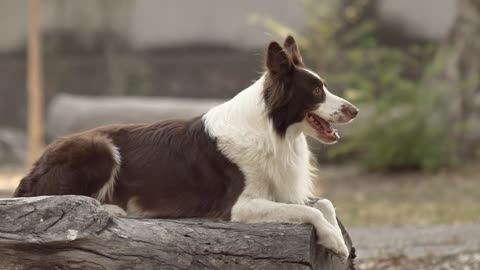 Dog sitting on log