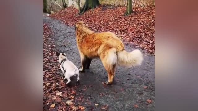 Adorable Puppy Loves Duck Buddy