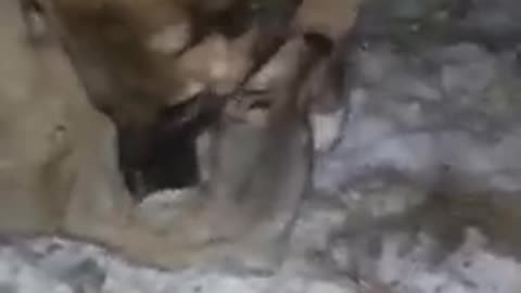 Kangals on yote