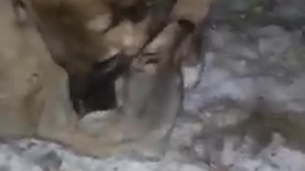 Kangals on yote