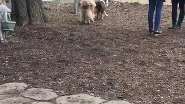 A running dog.