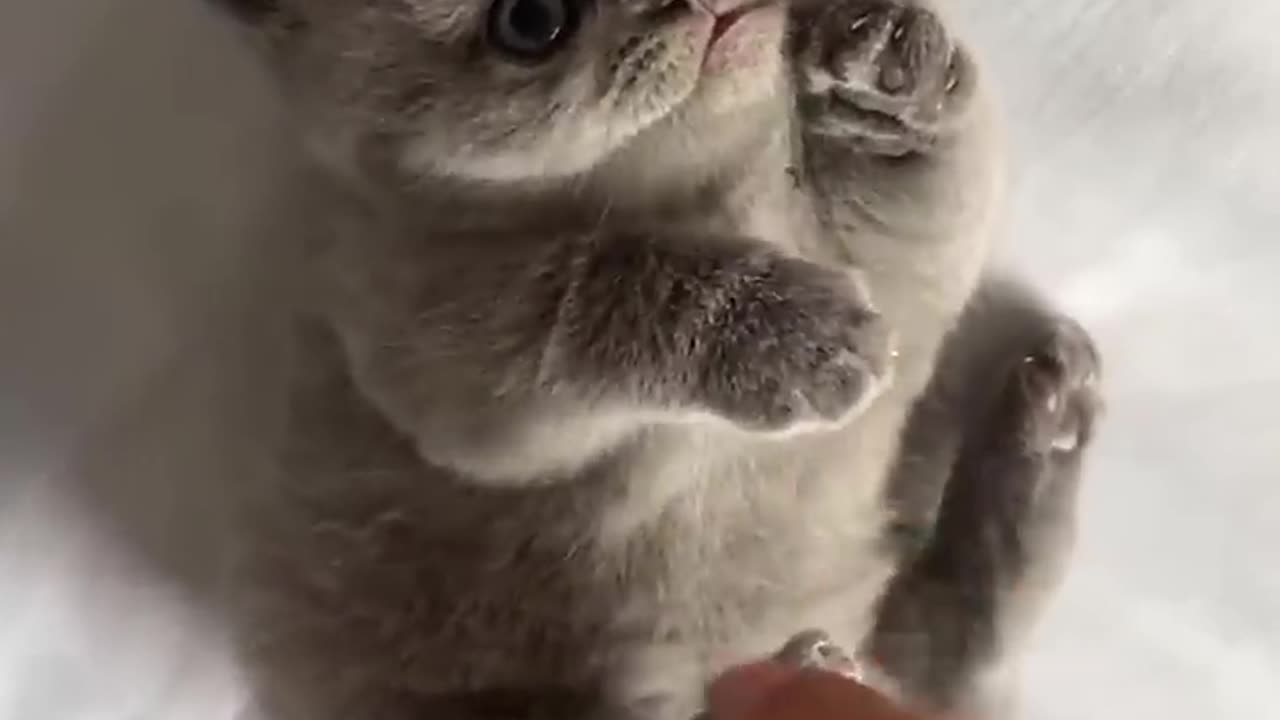 cute baby kitten