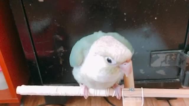 Cute parrot series 3