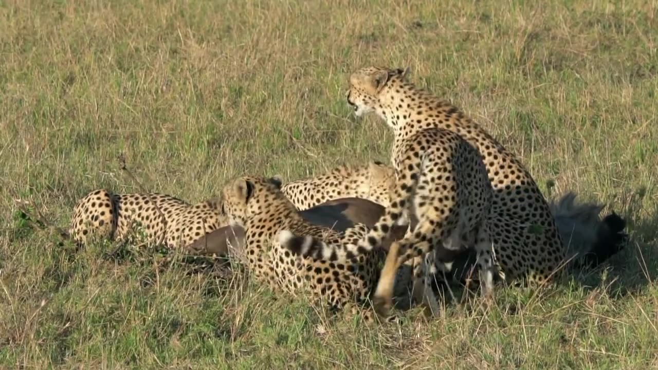 A Cheetah Hunting _ Animals _ Moments