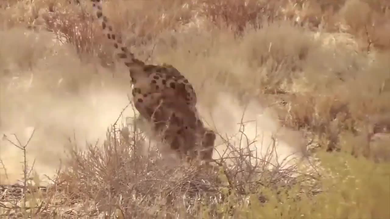 Bobcat vs rattle snake! who wins this deadly encounter?