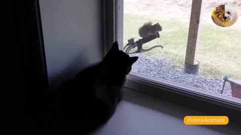 Funny cat video