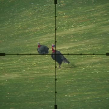 It's Turkey Time! Hunter Call of the Wild