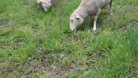 Sheep eating grass.