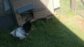 Redneck chicken time featuring kitty
