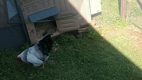 Redneck chicken time featuring kitty