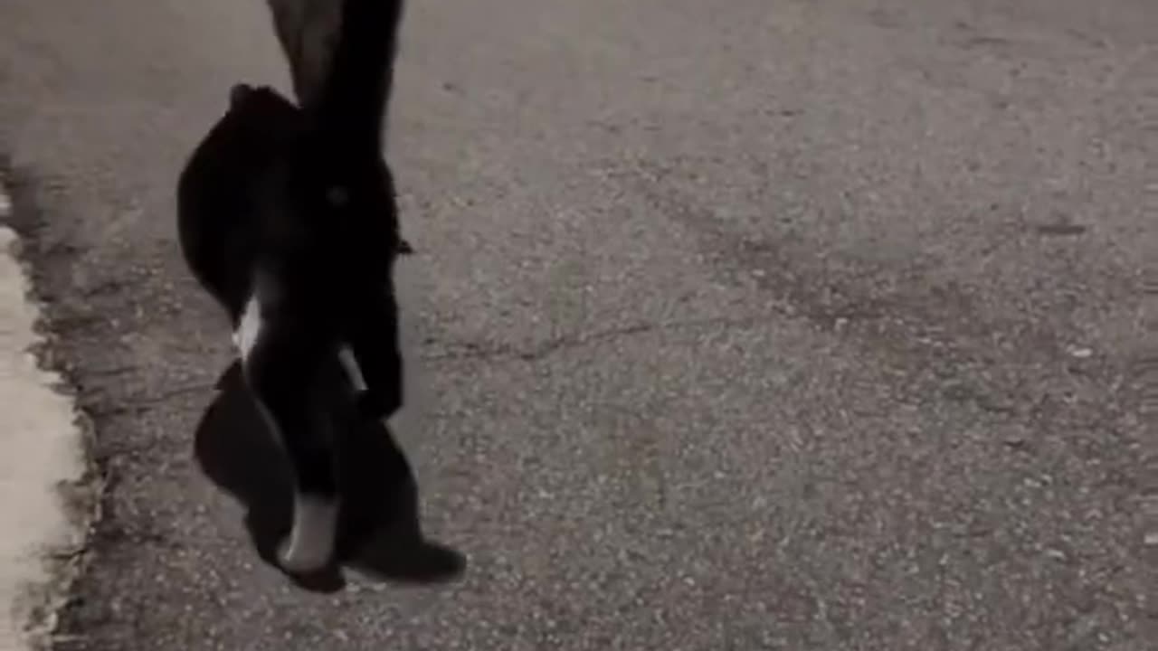 Cute cats