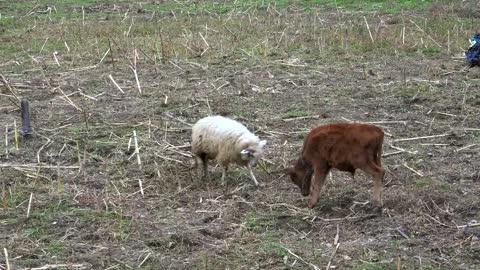 Sheep and calf cow fighting in the field