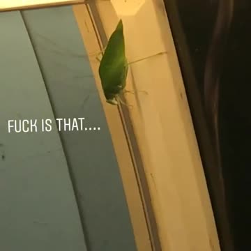 Green leaf bug hanging from subway casper ad