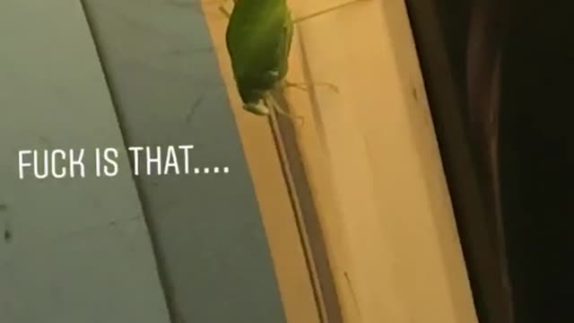 Green leaf bug hanging from subway casper ad