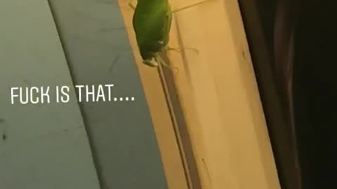 Green leaf bug hanging from subway casper ad