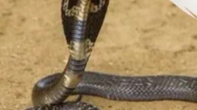 The most dangerous snakes Egyptian cobra