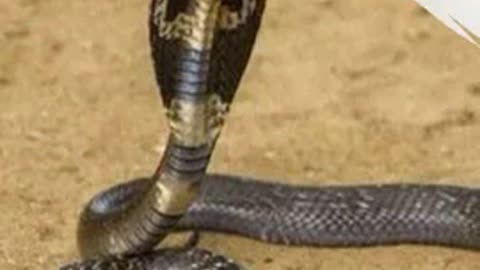 The most dangerous snakes Egyptian cobra