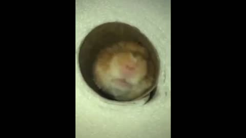 Hamster in the Tunnel