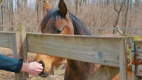 Beautyful Horse Mid Shot Pasture Slider Shot