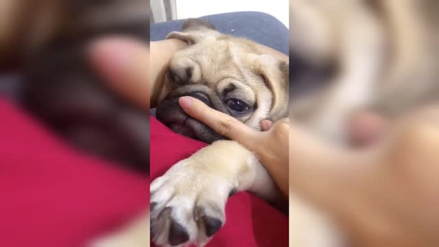 Rumble: When I tease my dog he looks so pitiful