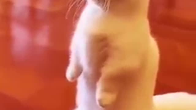 Super cute beautiful cat comedy video.