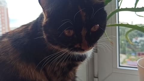 The kitten sniffs the camera close-up and thinks it's food