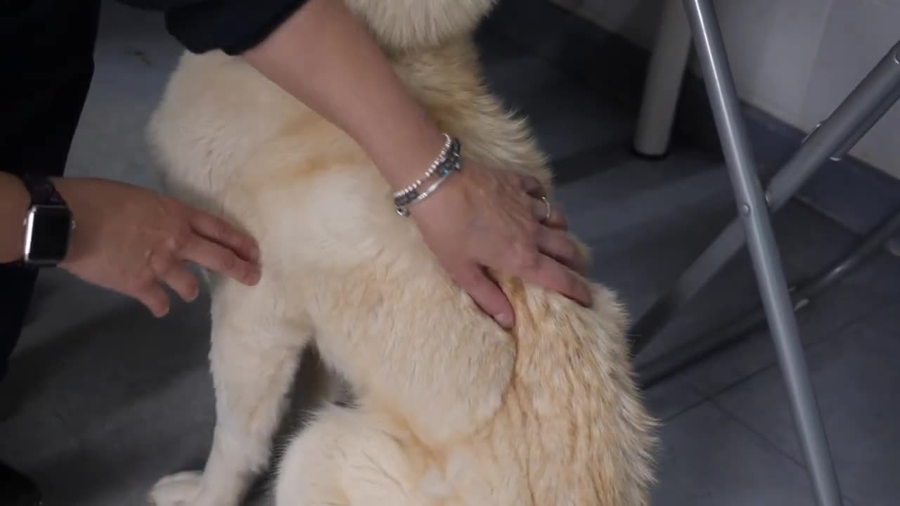 Dog Training