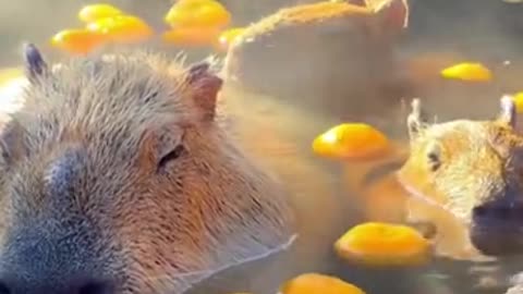 Hamster taking a bath