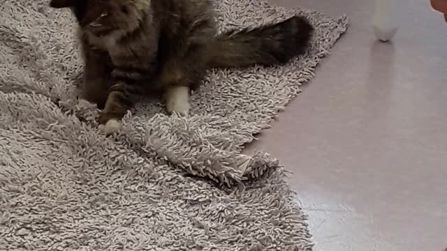 cat-playing-on-carpet