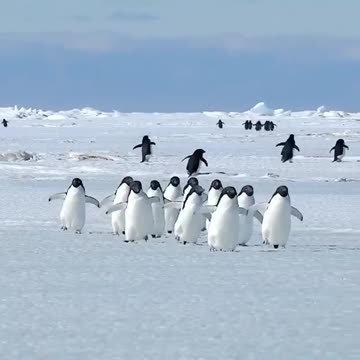 Waddle Waddle~(Adélie penguins)