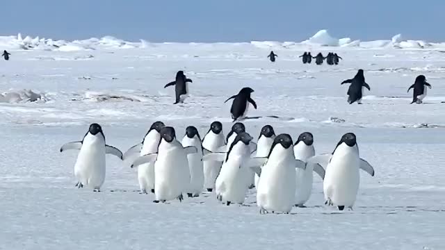 Waddle Waddle~(Adélie penguins)