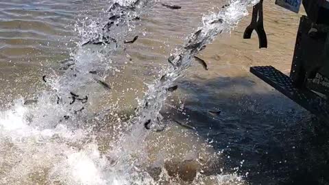Fish Pouring Into Lake From Restocking Truck