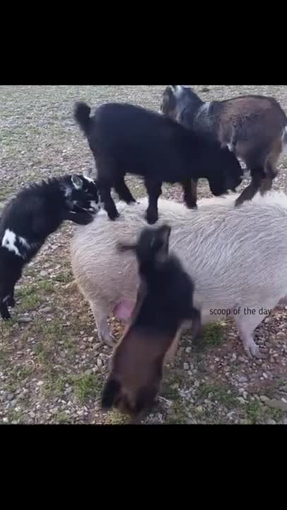 Crazy goats climbing and playing on a Pig