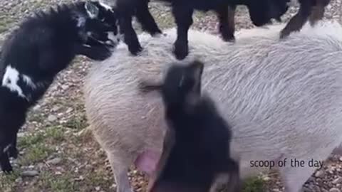 Crazy goats climbing and playing on a Pig