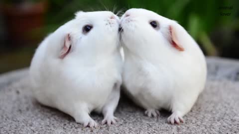 Cute mouse eating video