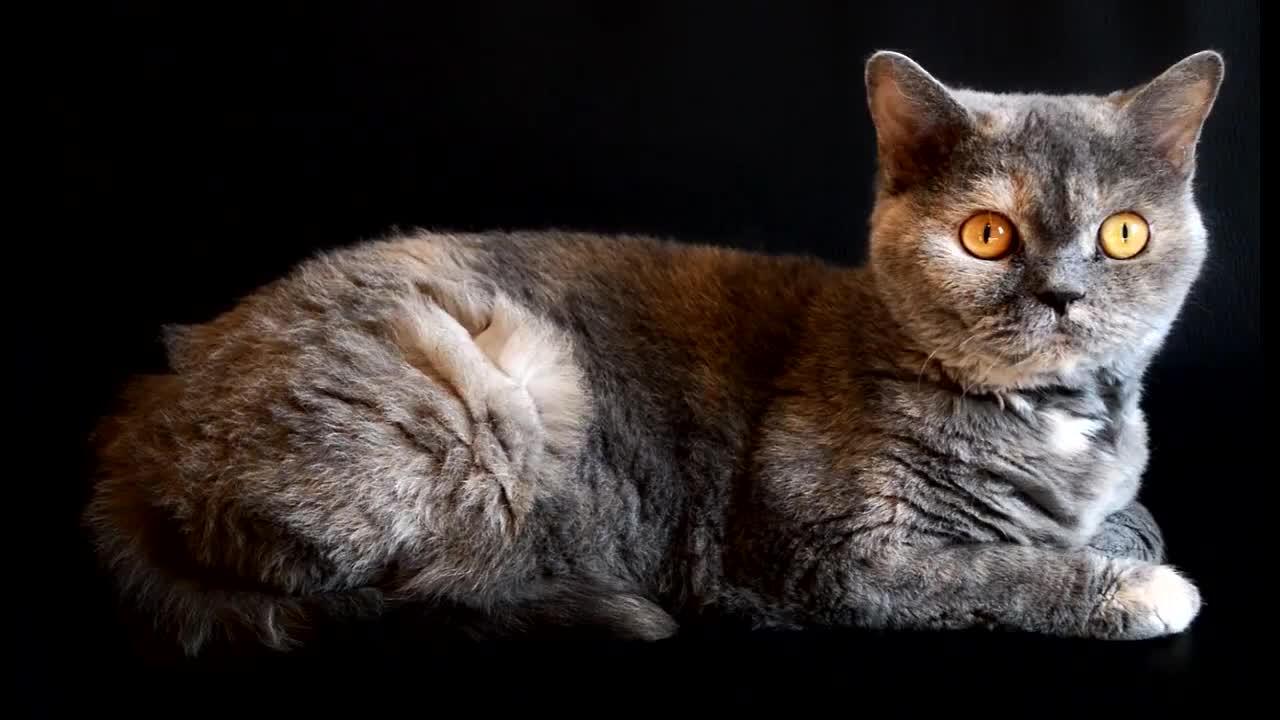 O gatinho fazendo graça pra câmera!!!