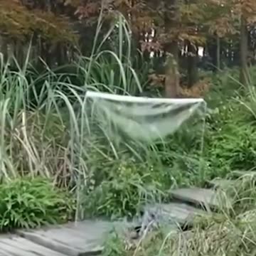 İnsanı görünmez yapan madde bu gerçekmi