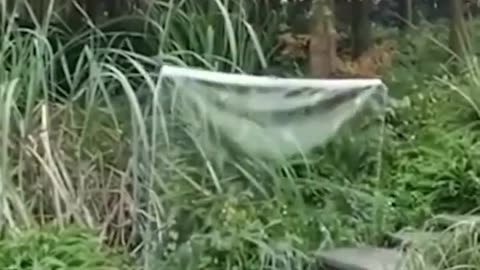 İnsanı görünmez yapan madde bu gerçekmi