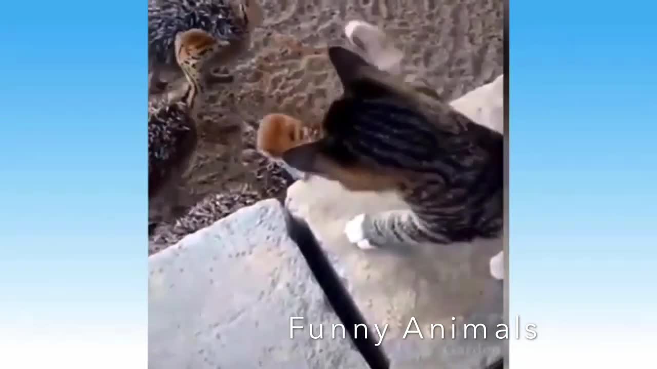 😁 Funniest 😻 Cats and 🐶 Dogs - Awesome Funny Pet Animals Life Video 😇