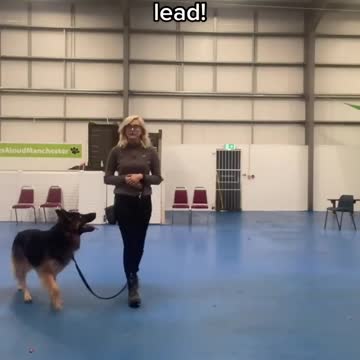 How to teach a high energy dog to walk nicely on lead.