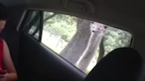 Ostrich scares kid at zoo and eats his phone