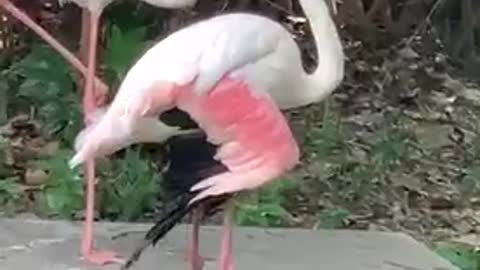 What a white Flamingo