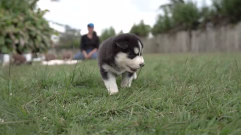 Lindos Cachorros Siberianos