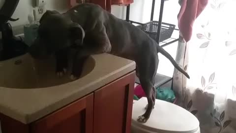 Black dogs standing on toilet and drinking from sink