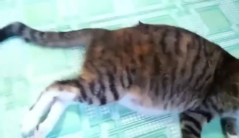 for the 1st time this cat Giving Birth