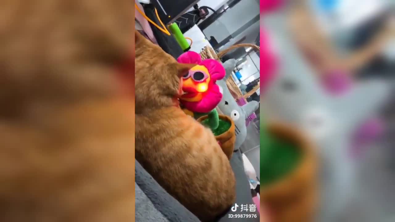 TikTok Funniest Animal Videos