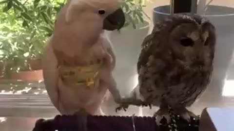 Funny animals 3